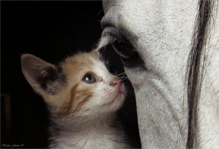 ねこ写真003